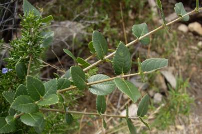 Fotografia da espécie Phillyrea latifolia
