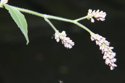 Fotografia da espécie Persicaria orientalis