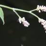 Fotografia 3 da espécie Persicaria orientalis do Jardim Botânico UTAD