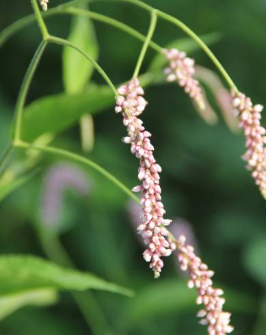 Fotografia de capa Persicaria orientalis - do Jardim Botânico