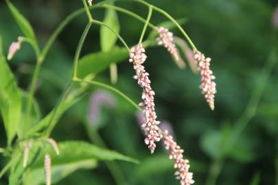 Fotografia da espécie Persicaria orientalis
