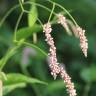 Fotografia 1 da espécie Persicaria orientalis do Jardim Botânico UTAD