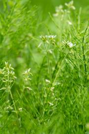 Fotografia da espécie Cerastium glomeratum