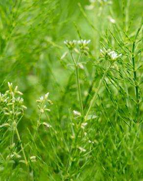 Fotografia 3 da espécie Cerastium glomeratum no Jardim Botânico UTAD