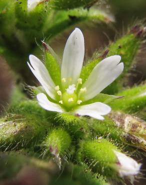 Fotografia 1 da espécie Cerastium glomeratum no Jardim Botânico UTAD