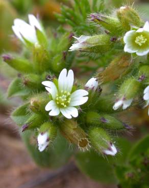 Fotografia 6 da espécie Cerastium glomeratum no Jardim Botânico UTAD