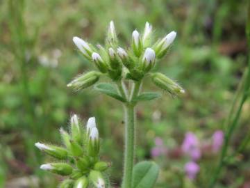 Fotografia da espécie Cerastium glomeratum