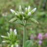 Fotografia 8 da espécie Cerastium glomeratum do Jardim Botânico UTAD