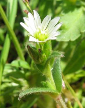 Fotografia 9 da espécie Cerastium glomeratum no Jardim Botânico UTAD