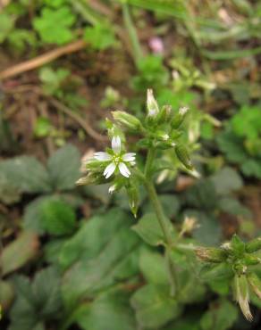 Fotografia 10 da espécie Cerastium glomeratum no Jardim Botânico UTAD