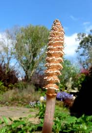 Fotografia da espécie Equisetum arvense