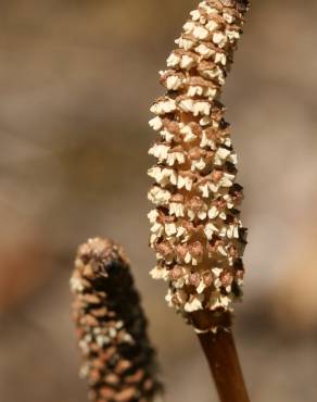 Fotografia 4 da espécie Equisetum arvense no Jardim Botânico UTAD