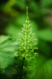 Fotografia da espécie Equisetum arvense