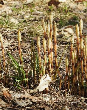 Fotografia 7 da espécie Equisetum arvense no Jardim Botânico UTAD