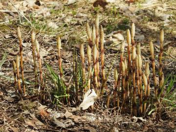 Fotografia da espécie Equisetum arvense