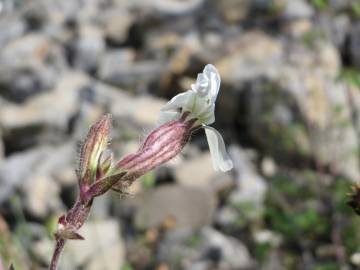 Fotografia da espécie Silene latifolia