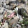 Fotografia 7 da espécie Silene latifolia do Jardim Botânico UTAD