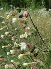 Fotografia da espécie Silene latifolia