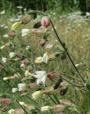 Fotografia 8 da espécie Silene latifolia no Jardim Botânico UTAD