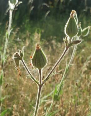 Fotografia 9 da espécie Silene latifolia no Jardim Botânico UTAD