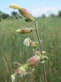 Fotografia da espécie Silene latifolia