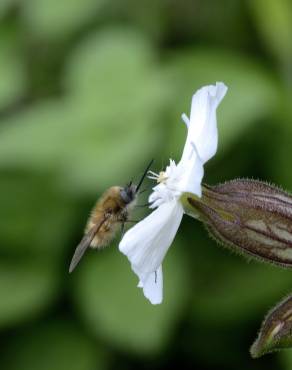 Fotografia 11 da espécie Silene latifolia no Jardim Botânico UTAD