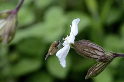 Fotografia da espécie Silene latifolia