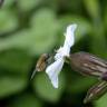 Fotografia 11 da espécie Silene latifolia do Jardim Botânico UTAD