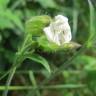 Fotografia 12 da espécie Silene latifolia do Jardim Botânico UTAD