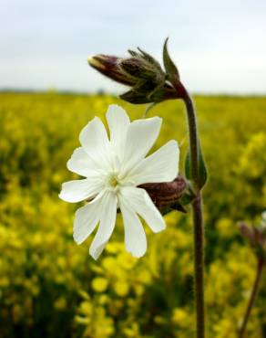 Fotografia 1 da espécie Silene latifolia no Jardim Botânico UTAD