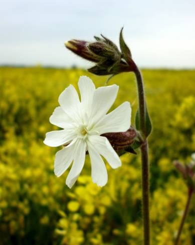 Fotografia de capa Silene latifolia - do Jardim Botânico