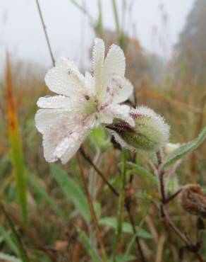 Fotografia 13 da espécie Silene latifolia no Jardim Botânico UTAD