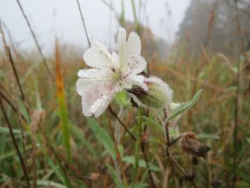 Fotografia da espécie Silene latifolia