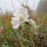 Fotografia 13 da espécie Silene latifolia do Jardim Botânico UTAD