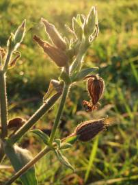 Fotografia da espécie Silene latifolia