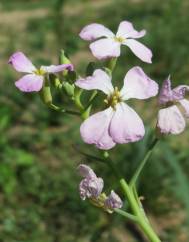 Raphanus raphanistrum subesp. sativus