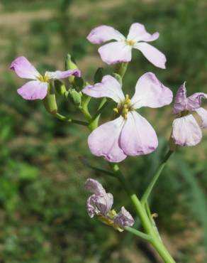 Fotografia 1 da espécie Raphanus raphanistrum subesp. sativus no Jardim Botânico UTAD