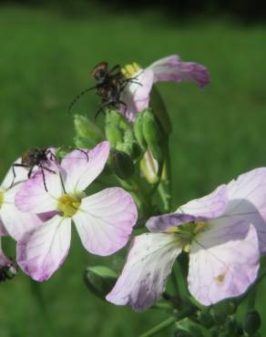 Fotografia 5 da espécie Raphanus raphanistrum subesp. sativus no Jardim Botânico UTAD