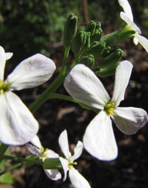 Fotografia 6 da espécie Raphanus raphanistrum subesp. sativus no Jardim Botânico UTAD