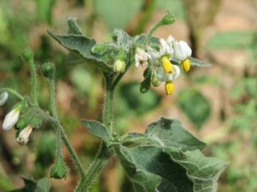 Fotografia da espécie Solanum nigrum