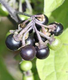 Fotografia da espécie Solanum nigrum