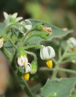 Fotografia 1 da espécie Solanum nigrum no Jardim Botânico UTAD