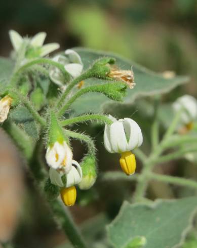 Fotografia de capa Solanum nigrum - do Jardim Botânico