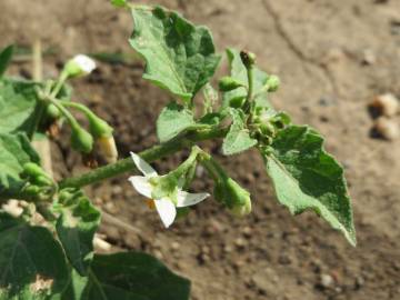 Fotografia da espécie Solanum nigrum