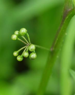 Fotografia 6 da espécie Solanum nigrum no Jardim Botânico UTAD