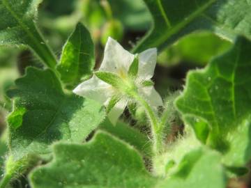 Fotografia da espécie Solanum nigrum