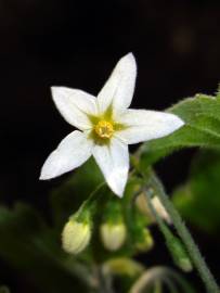 Fotografia da espécie Solanum nigrum