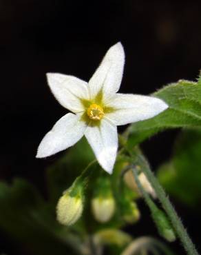 Fotografia 9 da espécie Solanum nigrum no Jardim Botânico UTAD