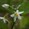 Fotografia 10 da espécie Solanum nigrum do Jardim Botânico UTAD