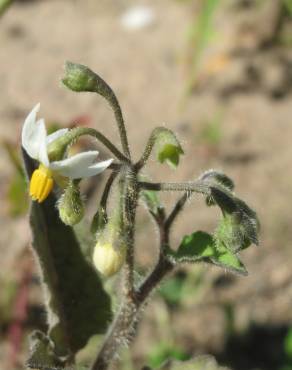 Fotografia 11 da espécie Solanum nigrum no Jardim Botânico UTAD